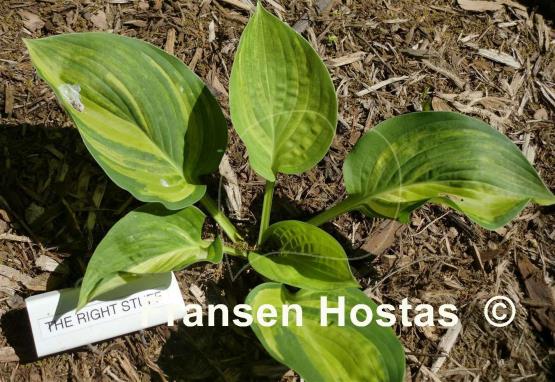 Hosta The Right Stuff